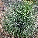 Agave geminiflora ©JL144.jpg